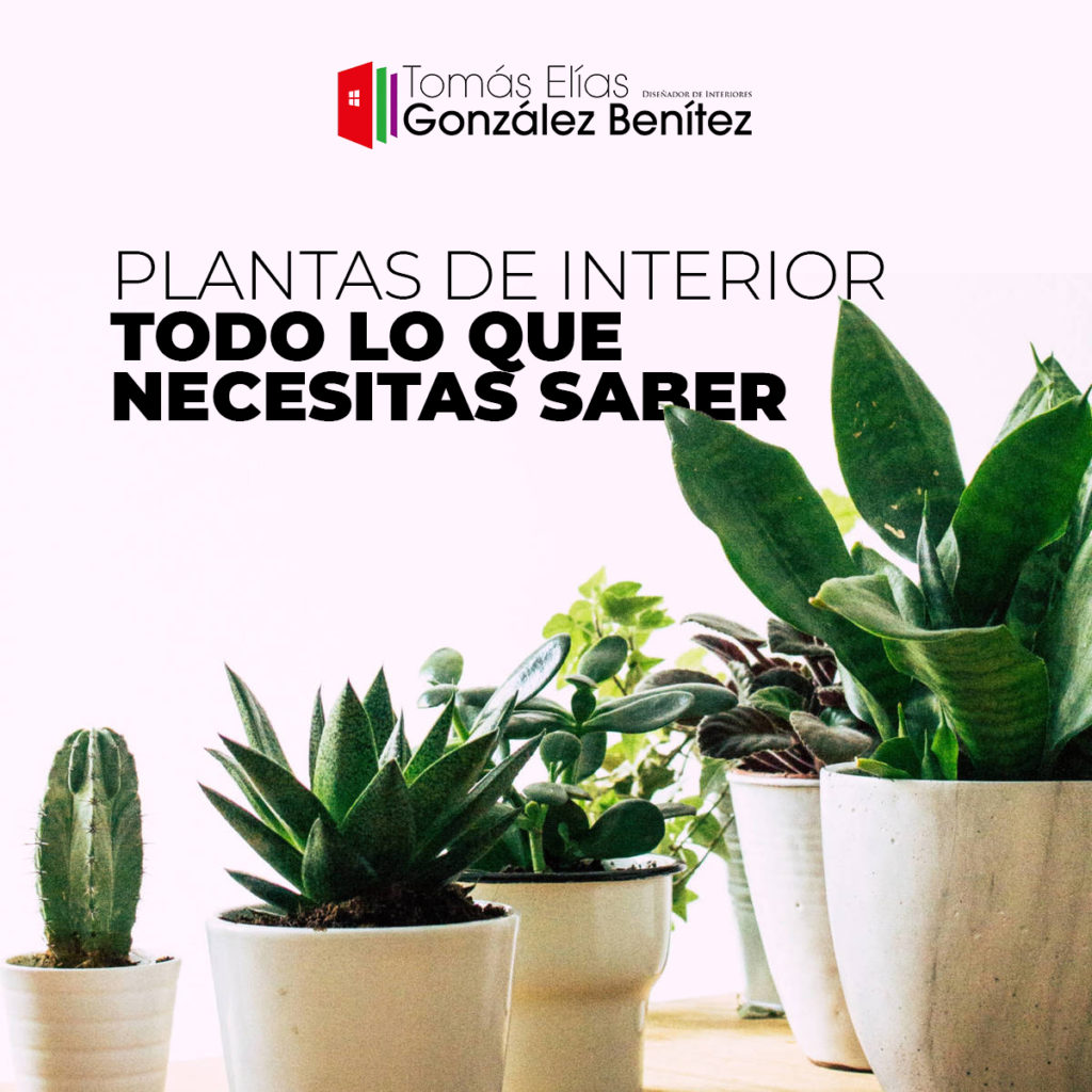 Plantas de Interior: Todo lo que necesitas Saber