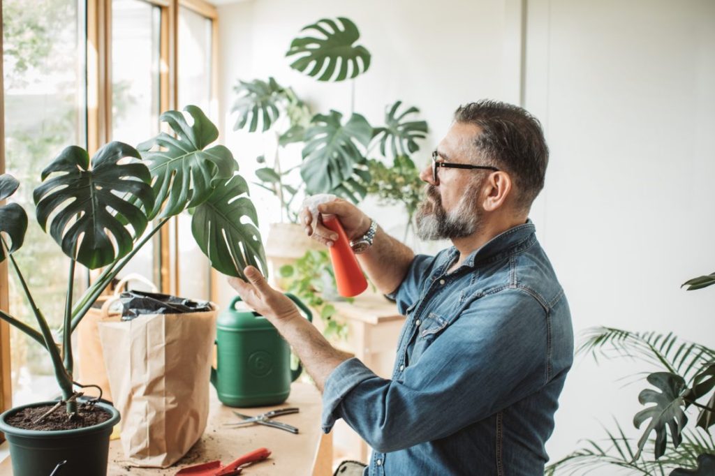 Plantas de Interior: Todo lo que necesitas Saber