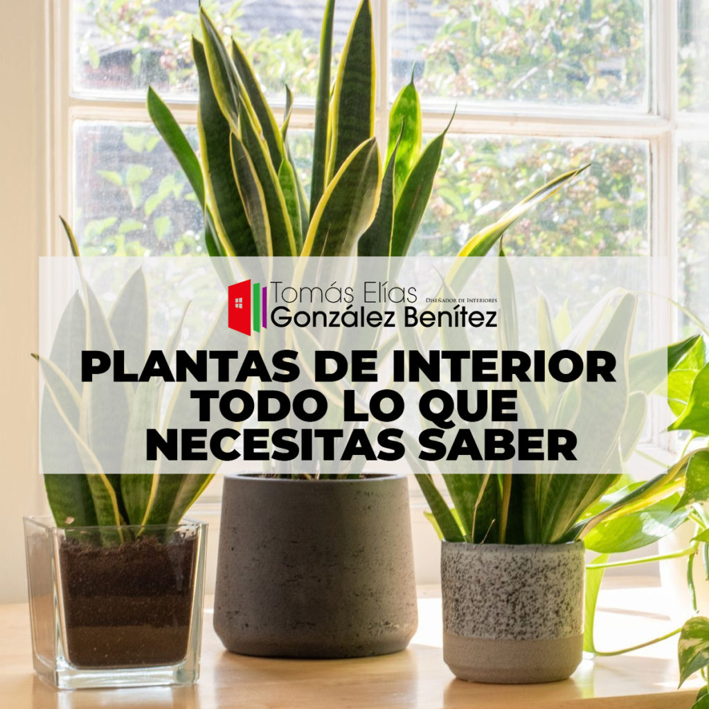 Plantas de Interior - Todo lo que necesitas Saber